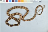 藏品(白梅花蛇)的圖片